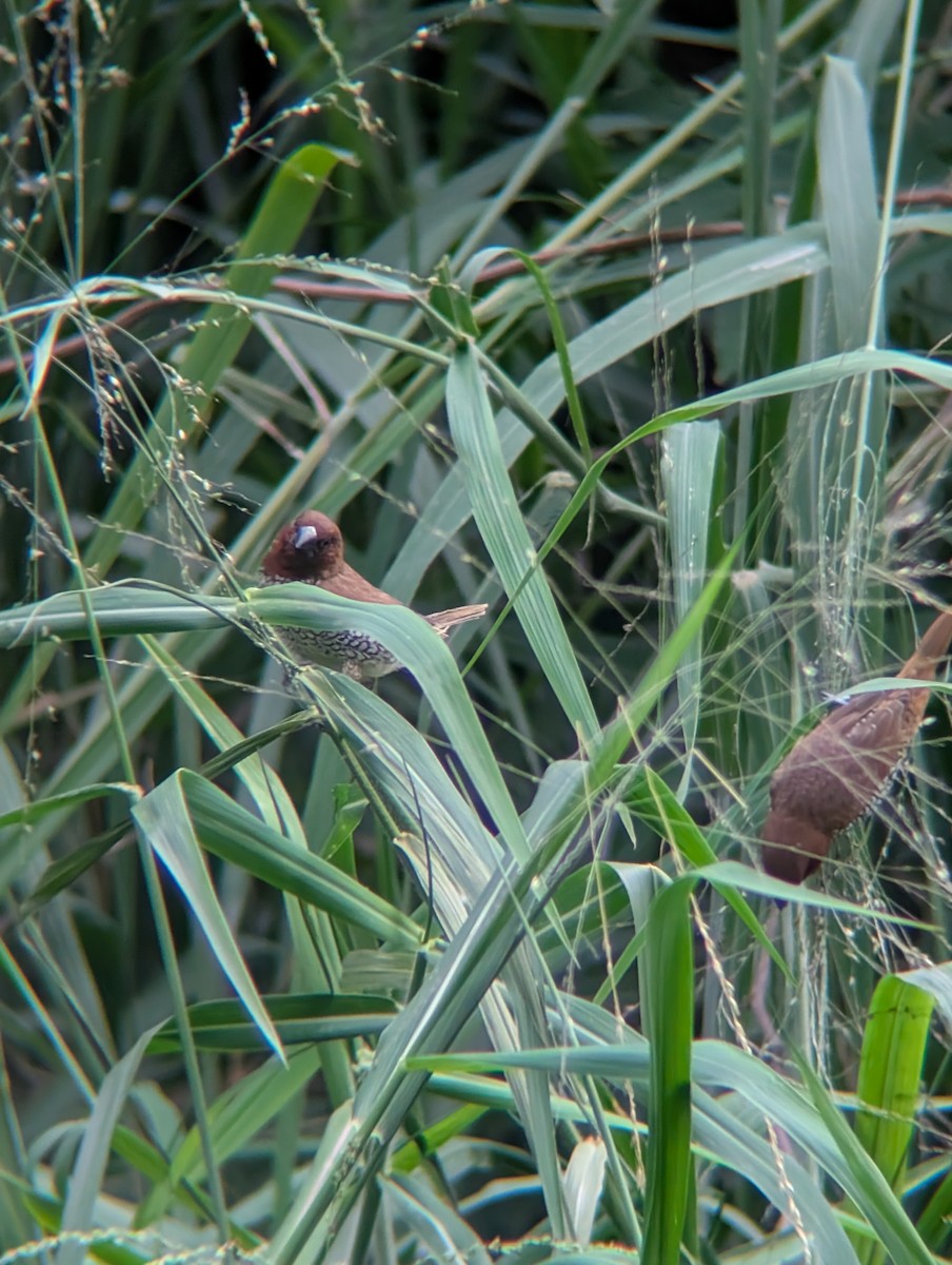 Scaly-breasted Munia - ML638265484