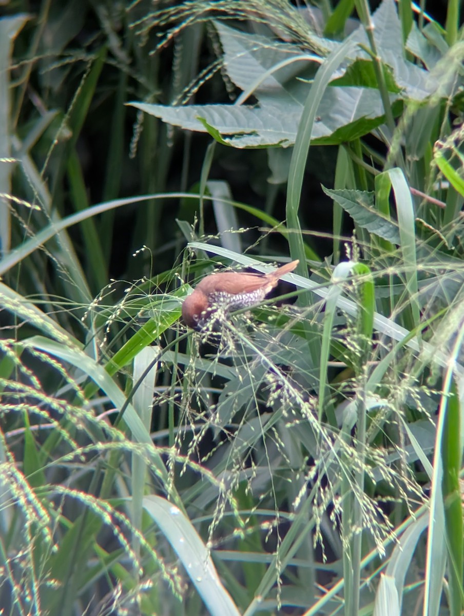 Scaly-breasted Munia - ML638265485