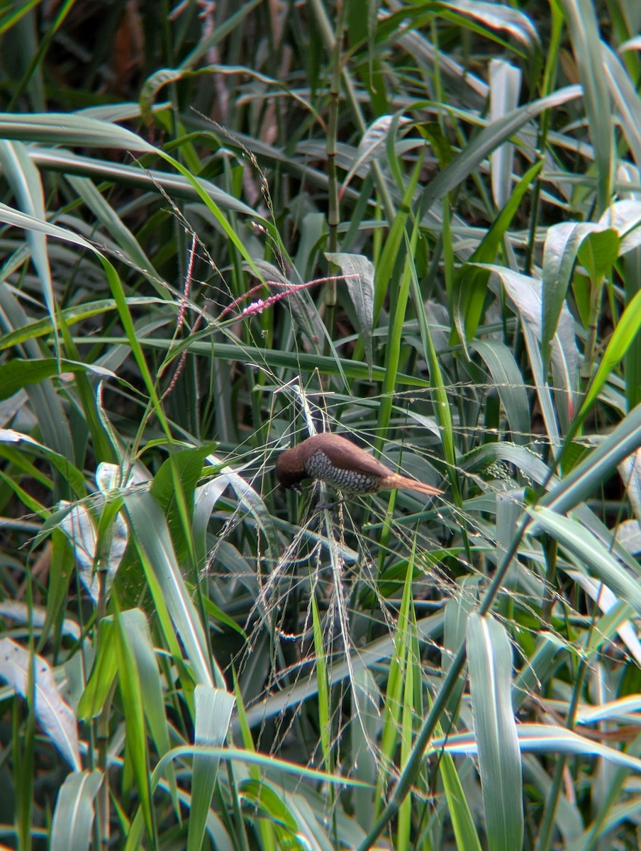 Scaly-breasted Munia - ML638265486