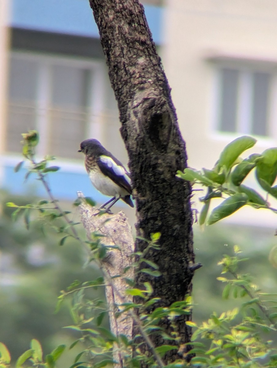 Oriental Magpie-Robin - ML638265494