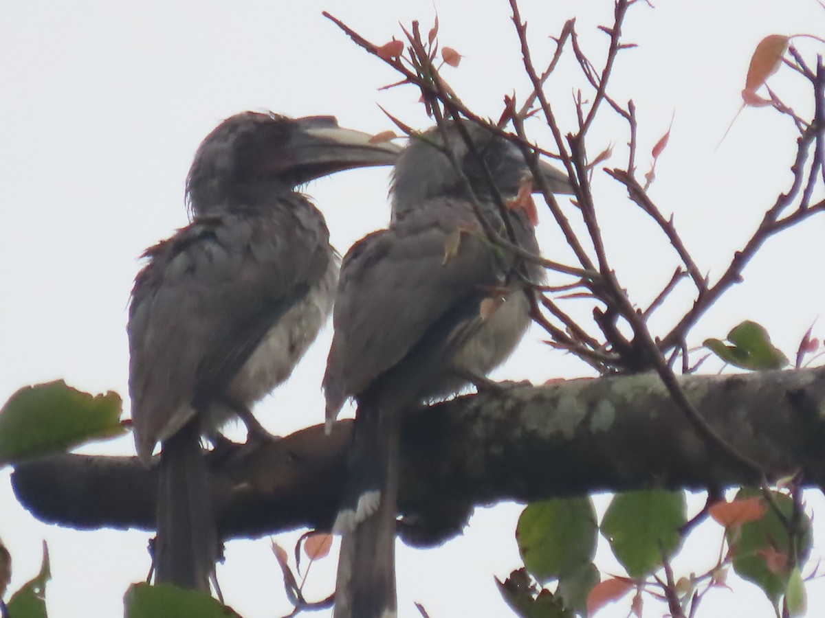 Indian Gray Hornbill - ML638265496