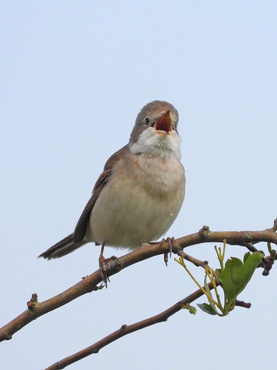 Greater Whitethroat - ML638265507