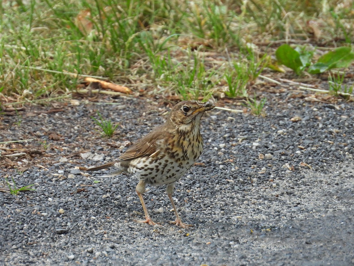 Song Thrush - ML638265509