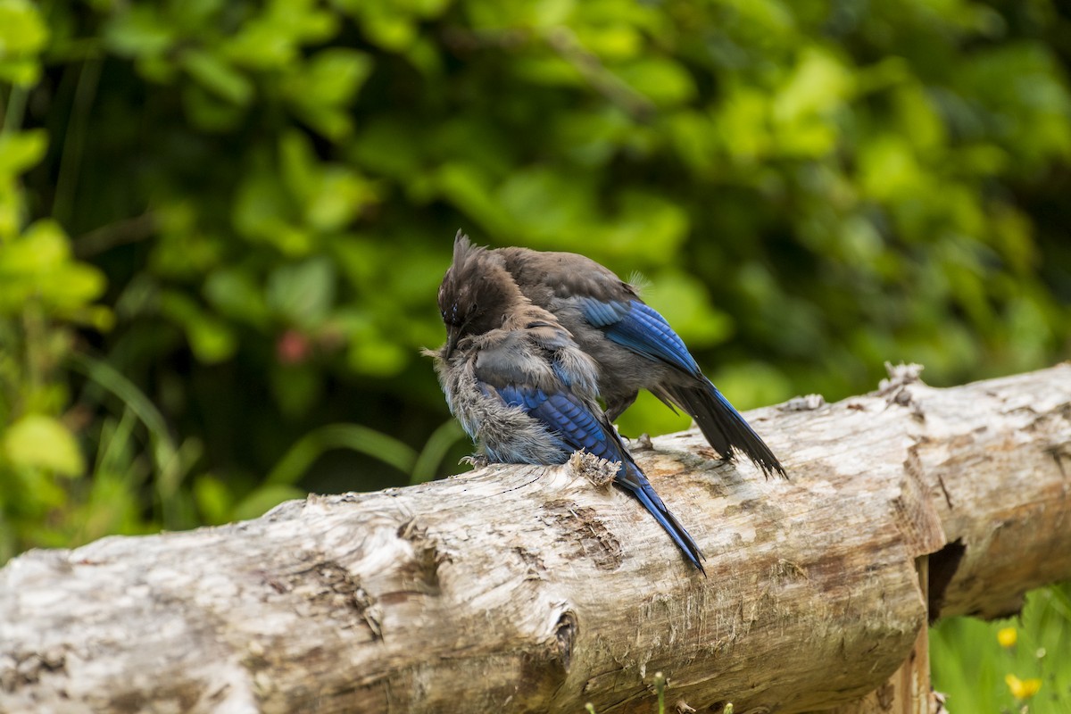 Steller's Jay - ML638265511