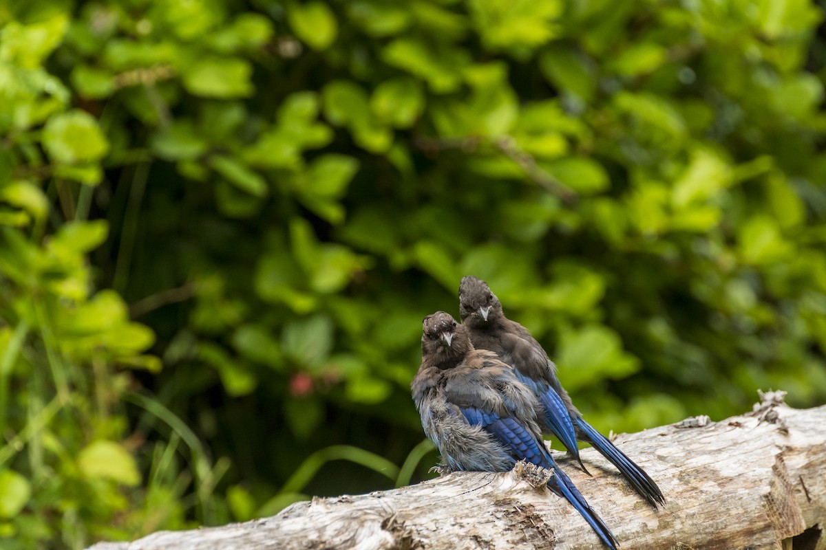 Steller's Jay - ML638265512