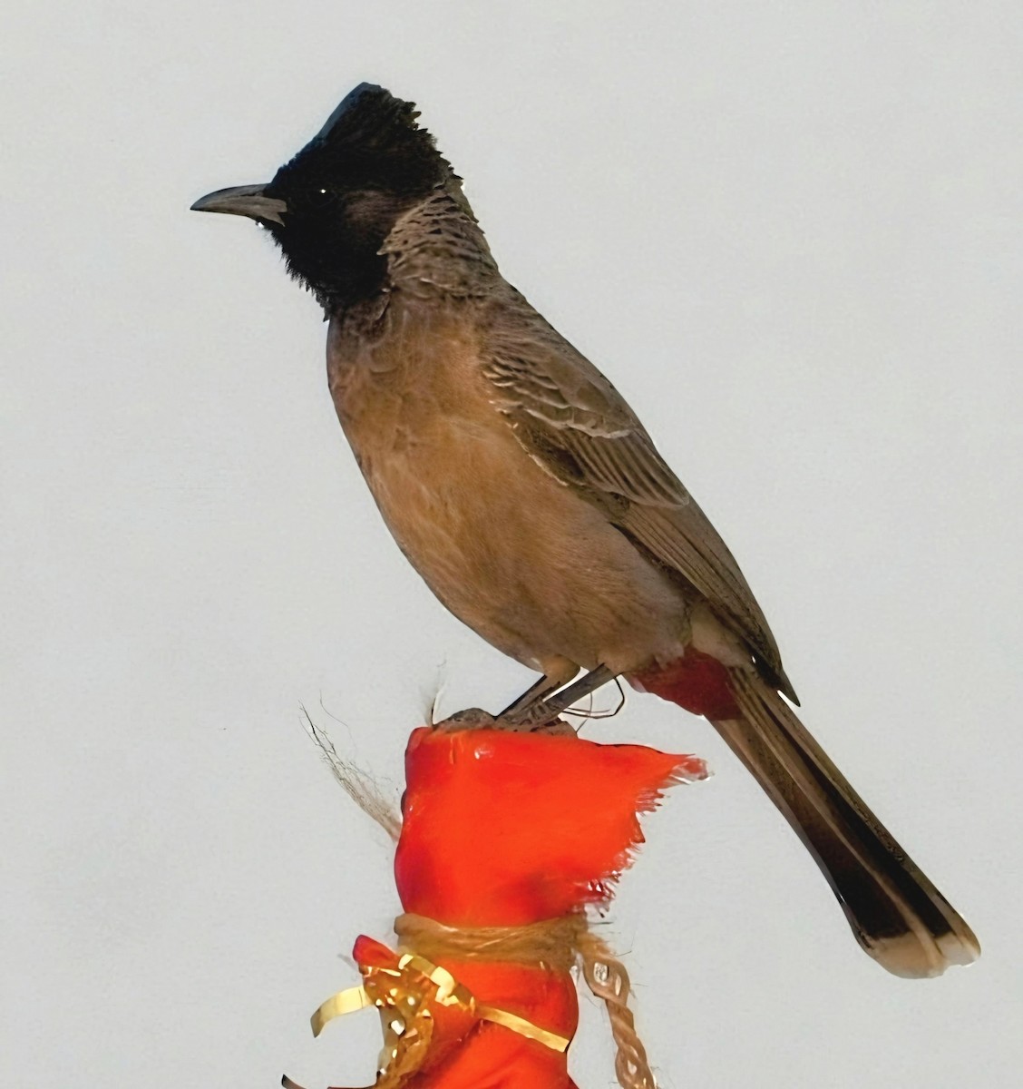 Red-vented Bulbul - ML638265513