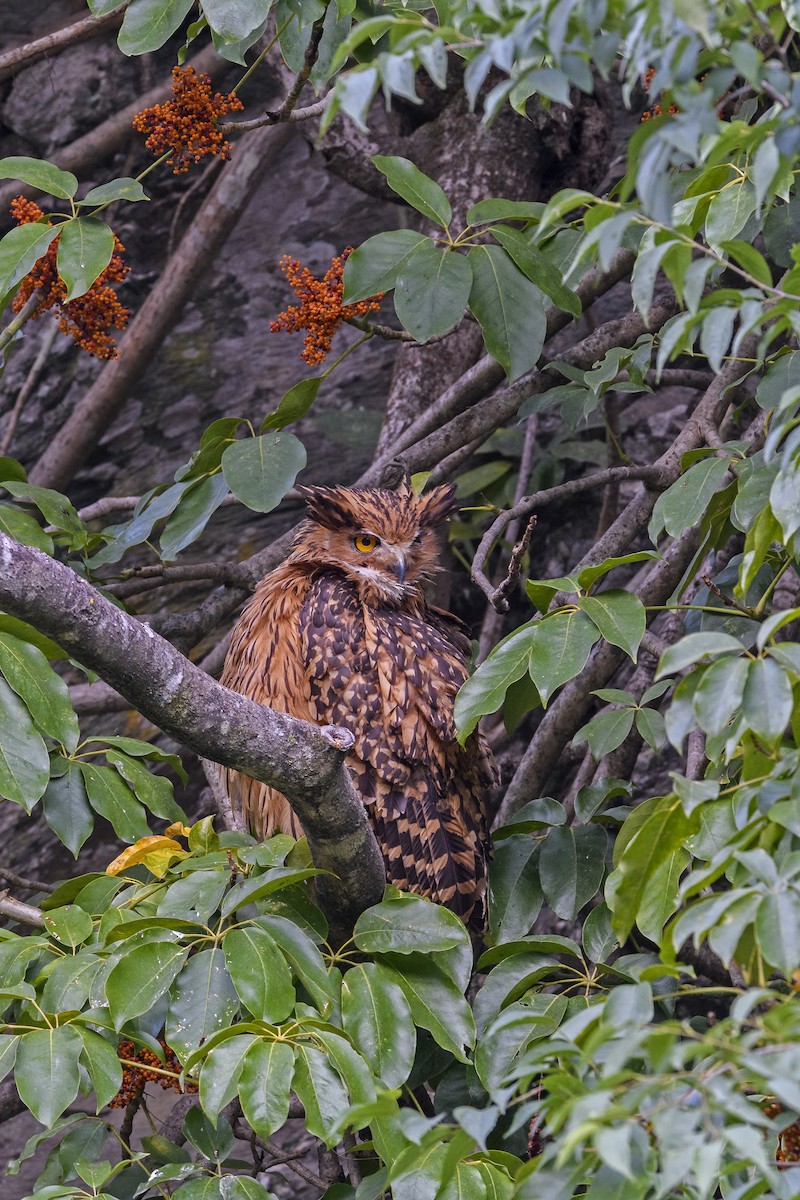 Tawny Fish-Owl - ML638265517