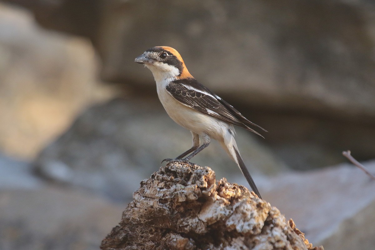 Woodchat Shrike - ML638265521