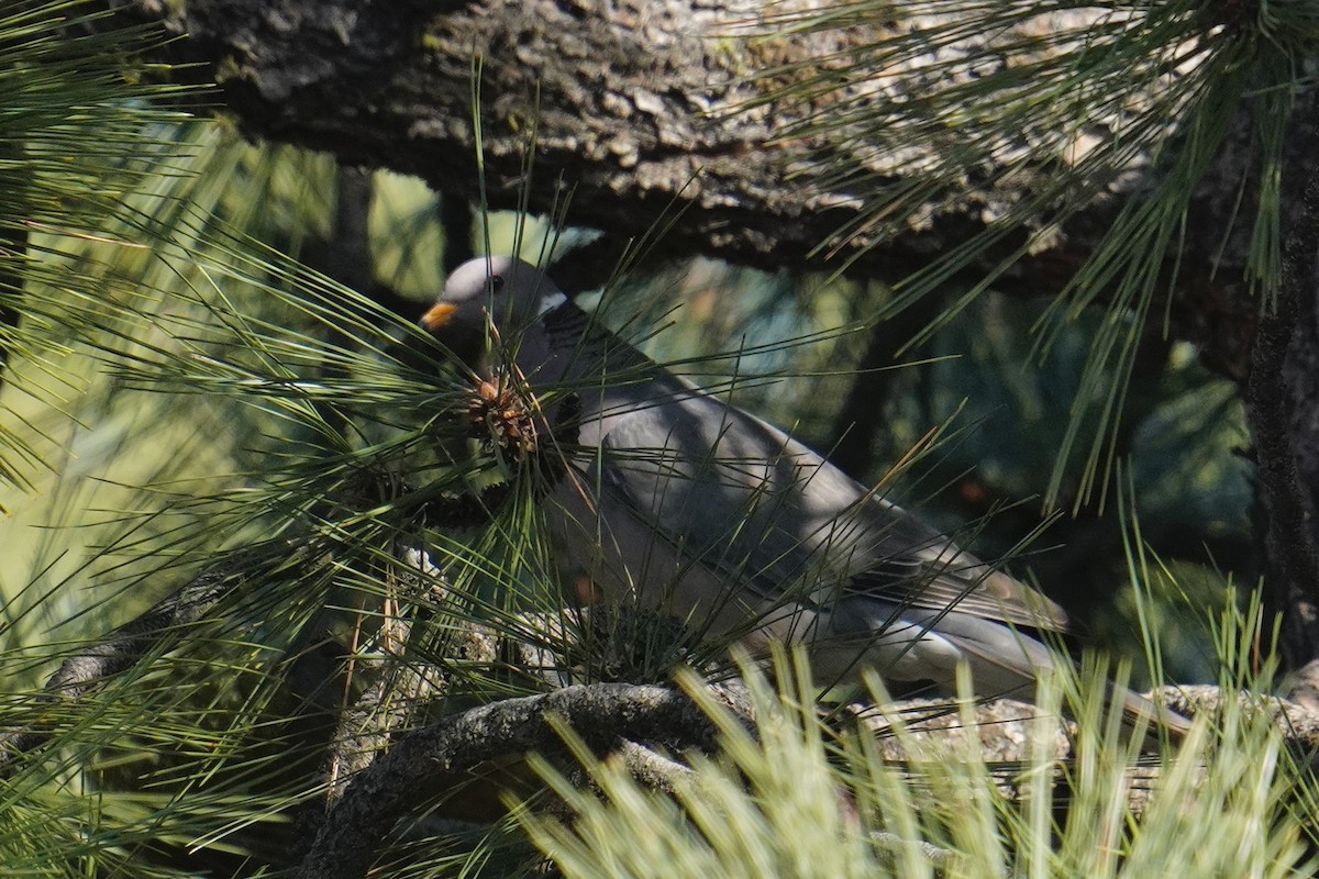 Band-tailed Pigeon - ML638265535