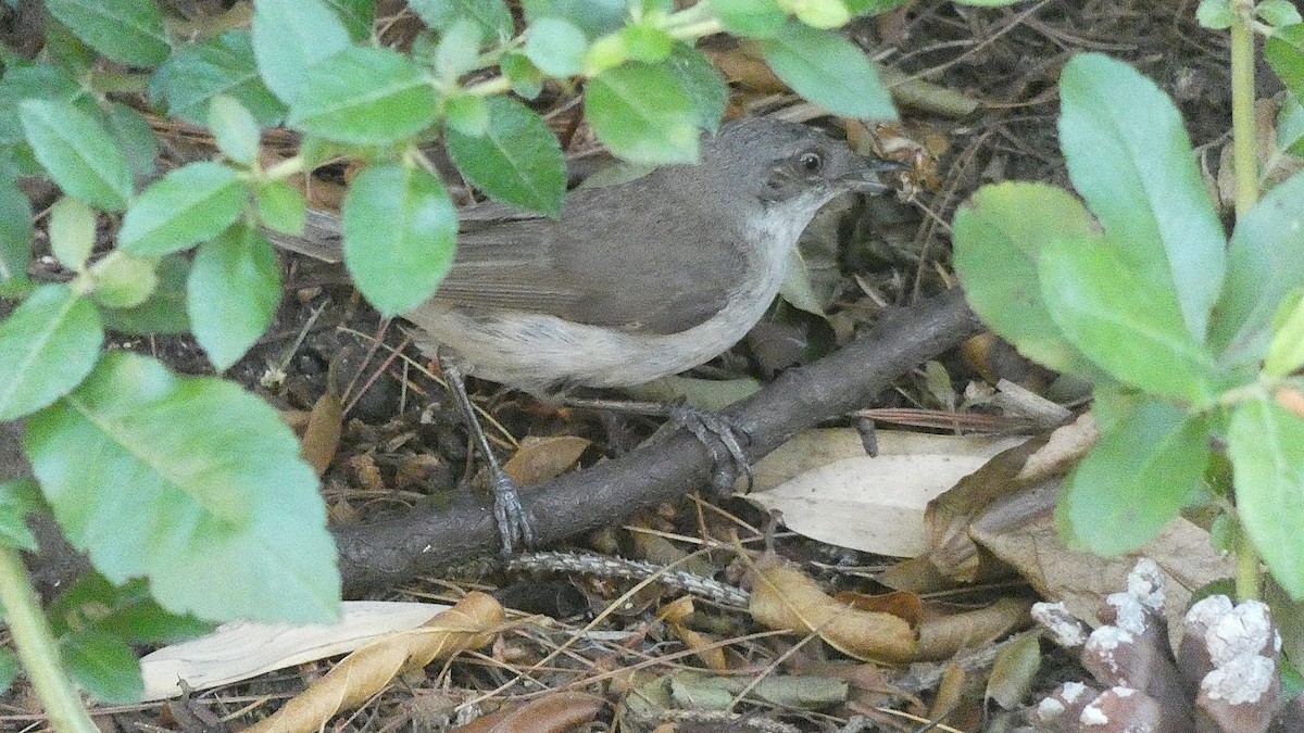 Lesser Whitethroat - ML638265537