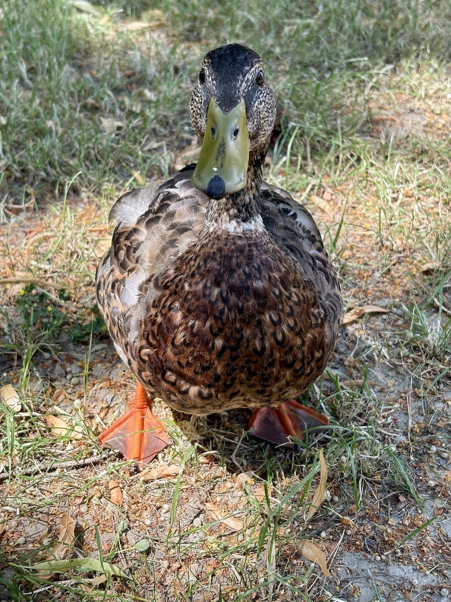 Mallard - ML638265539