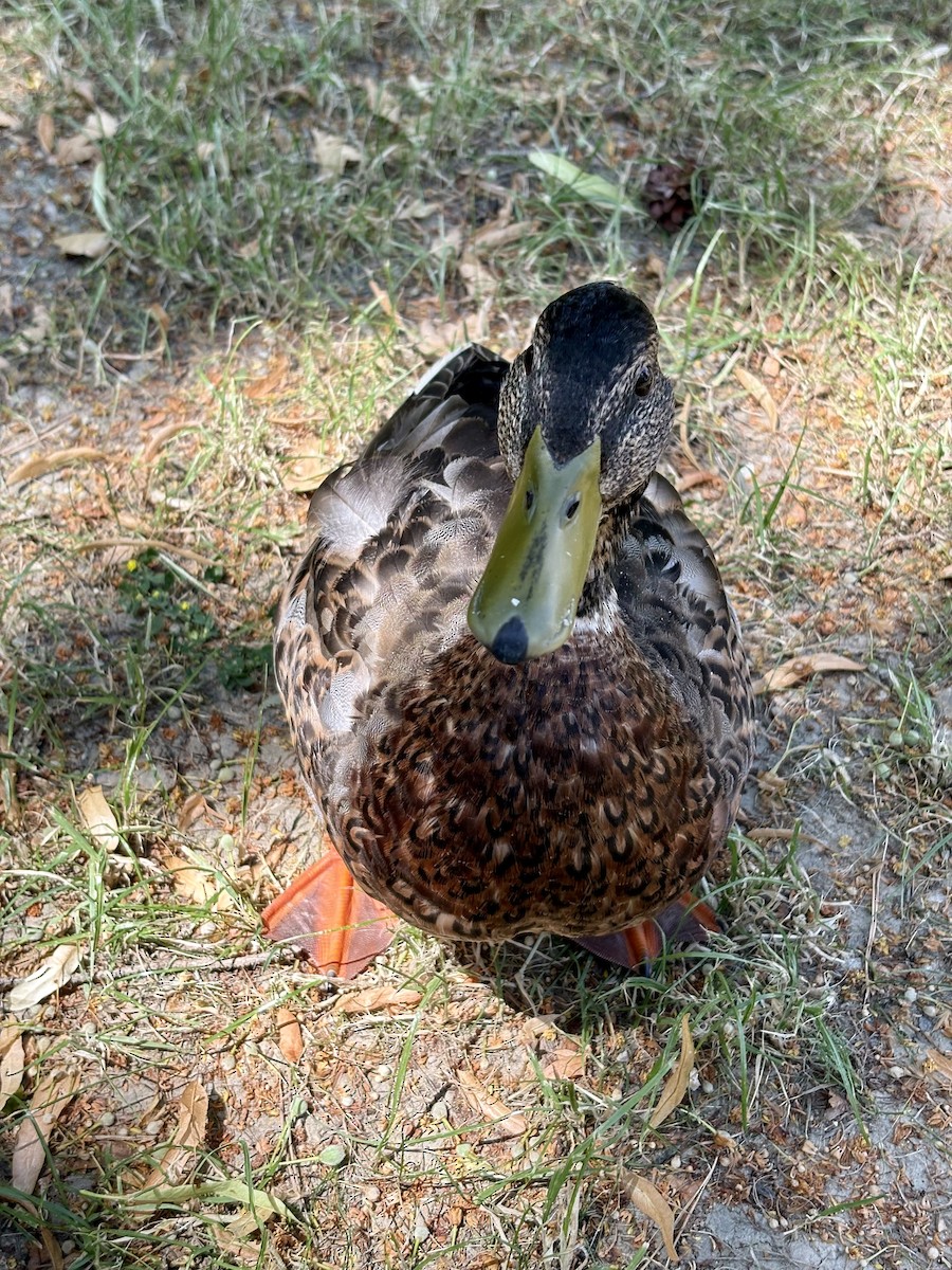 Mallard - ML638265540