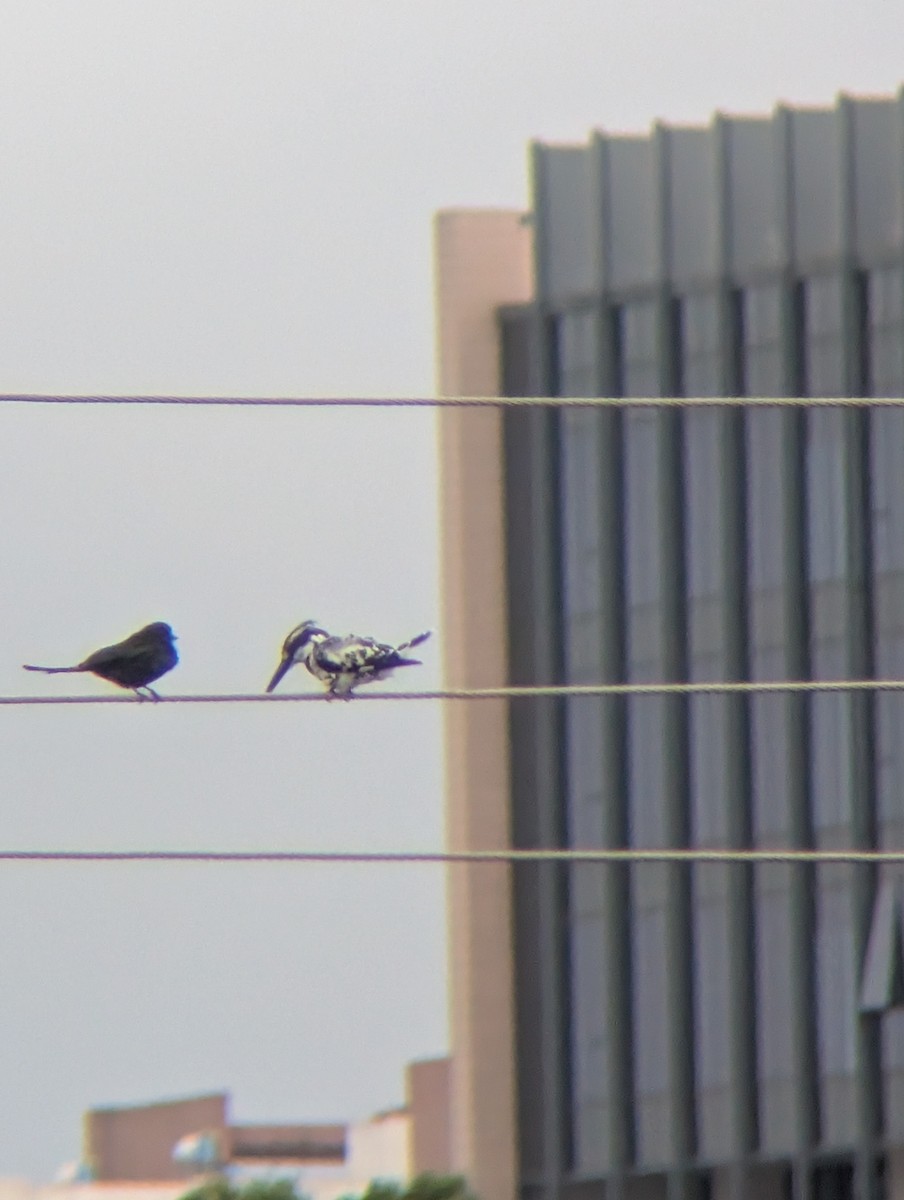 Pied Kingfisher - ML638265549