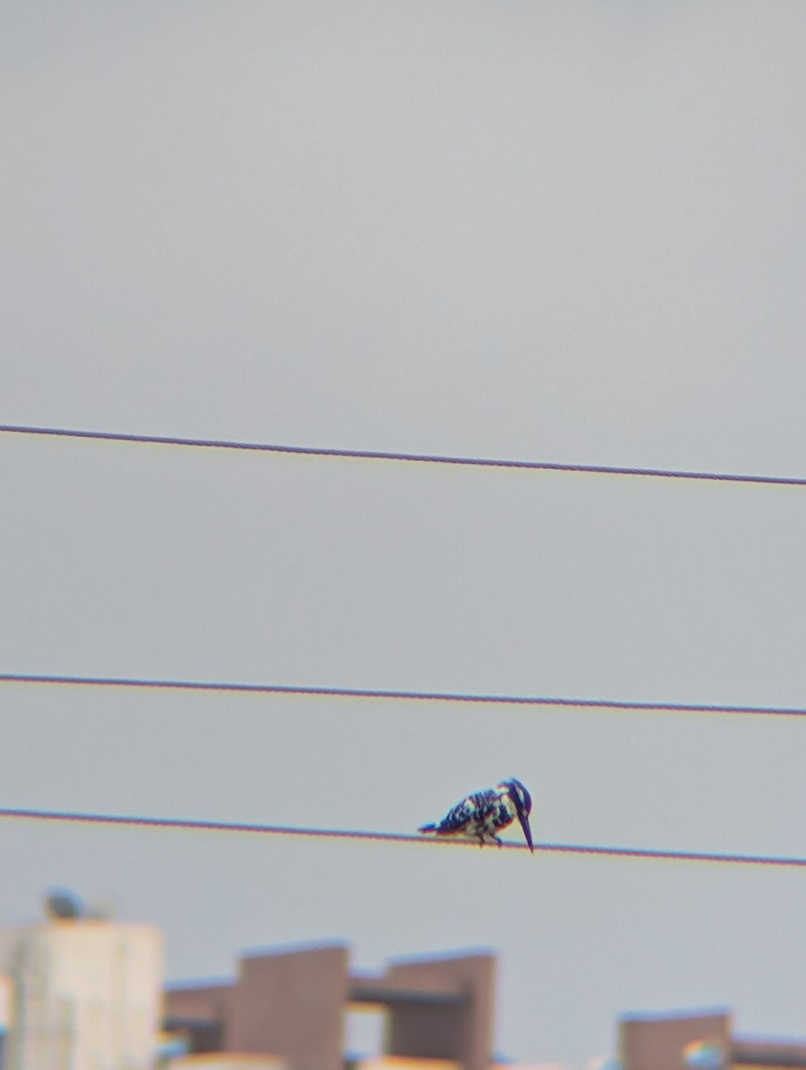 Pied Kingfisher - ML638265550