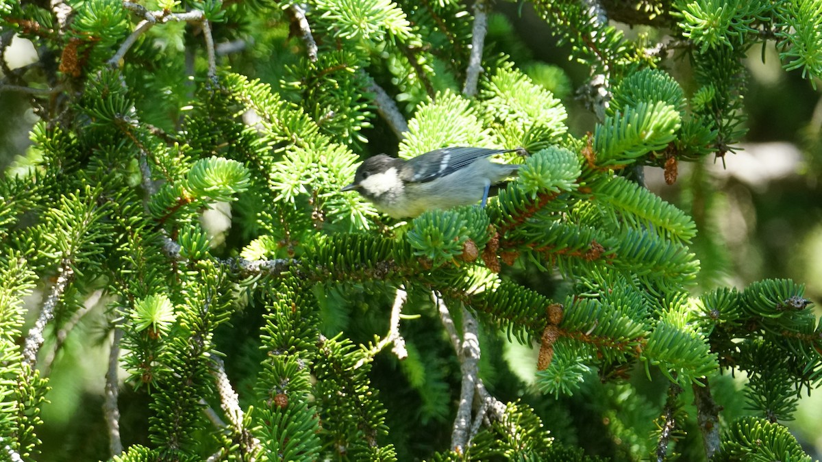 Coal Tit - ML638265551