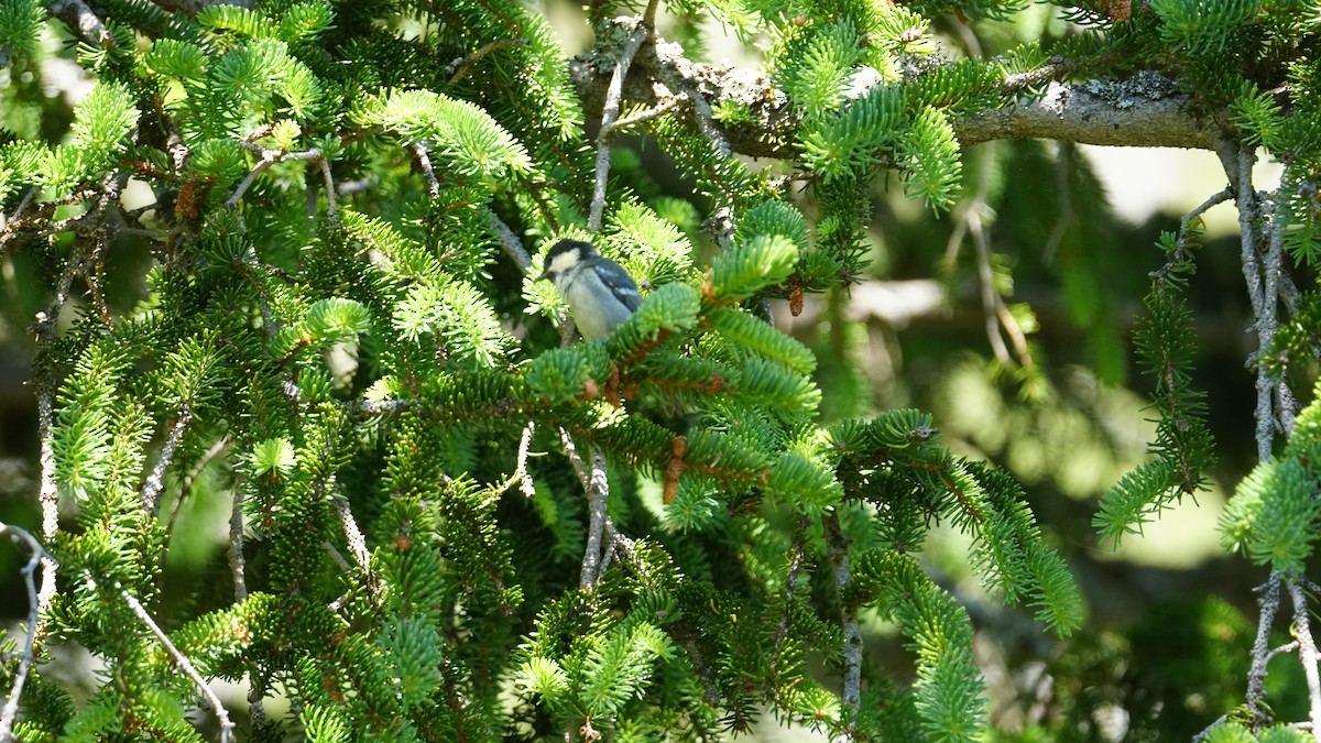 Coal Tit - ML638265552