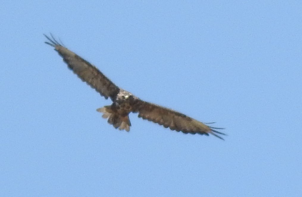 Common Buzzard - ML638265553