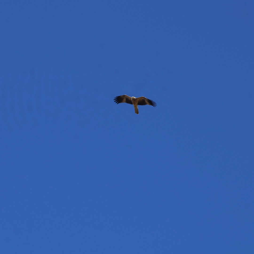 Whistling Kite - ML638265554