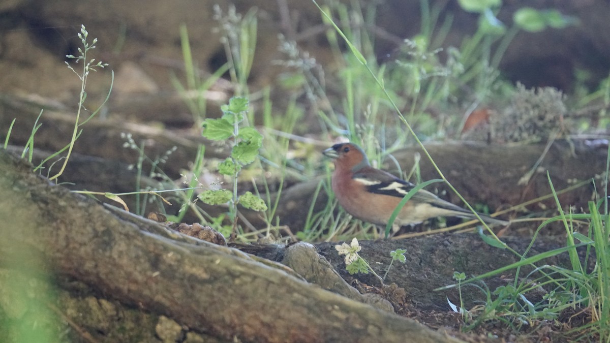 Common Chaffinch - ML638265560