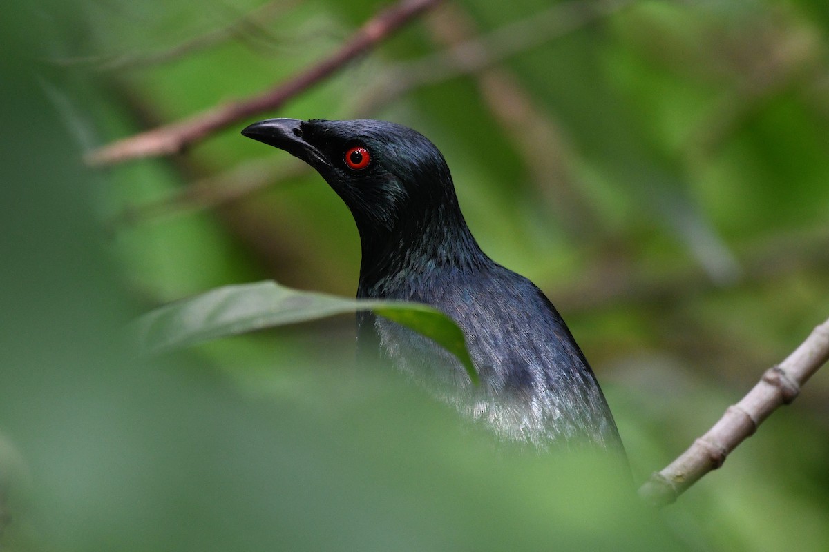 Asian Glossy Starling - ML638265580