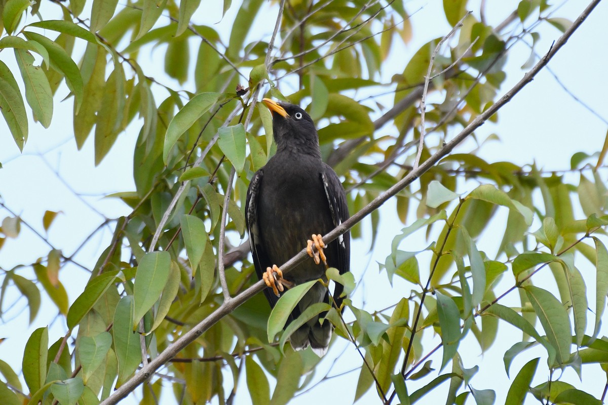 Javan Myna - ML638265584