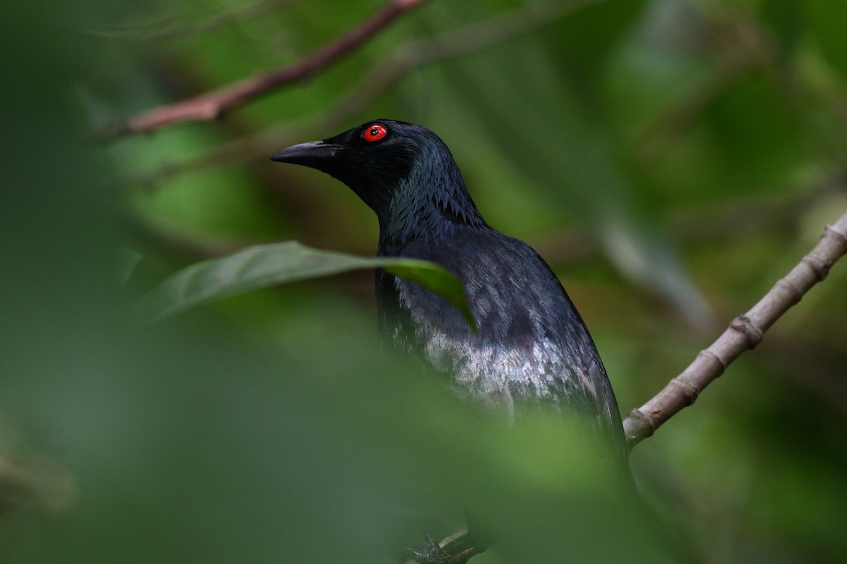 Asian Glossy Starling - ML638265587
