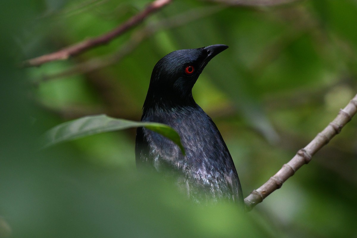 Asian Glossy Starling - ML638265588
