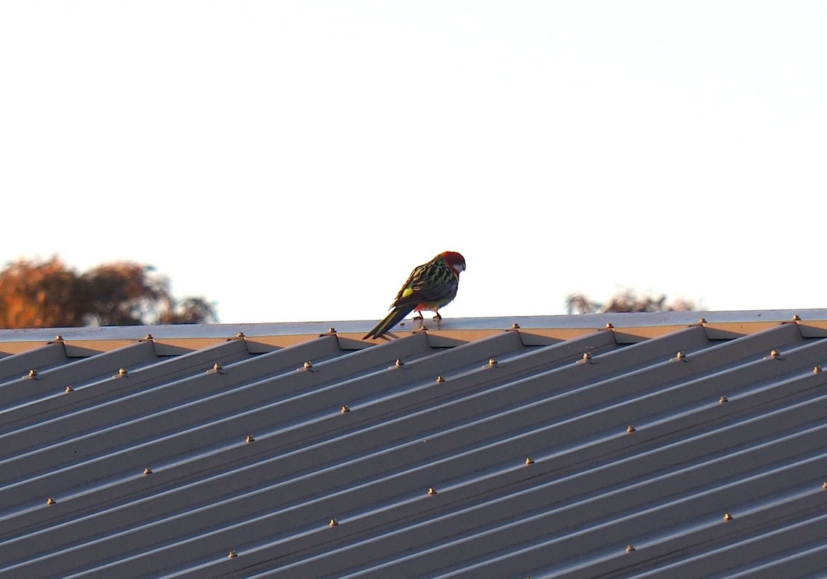 ナナクサインコ - ML638265603
