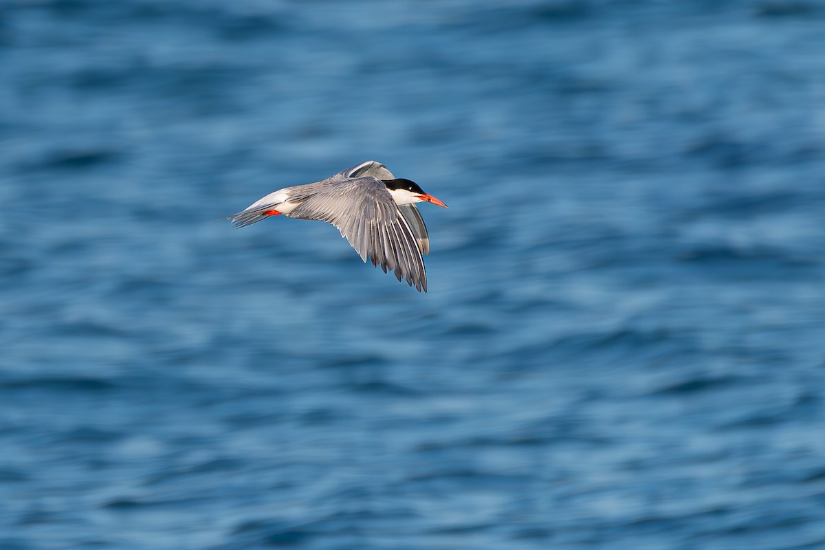 Common Tern - ML638265604