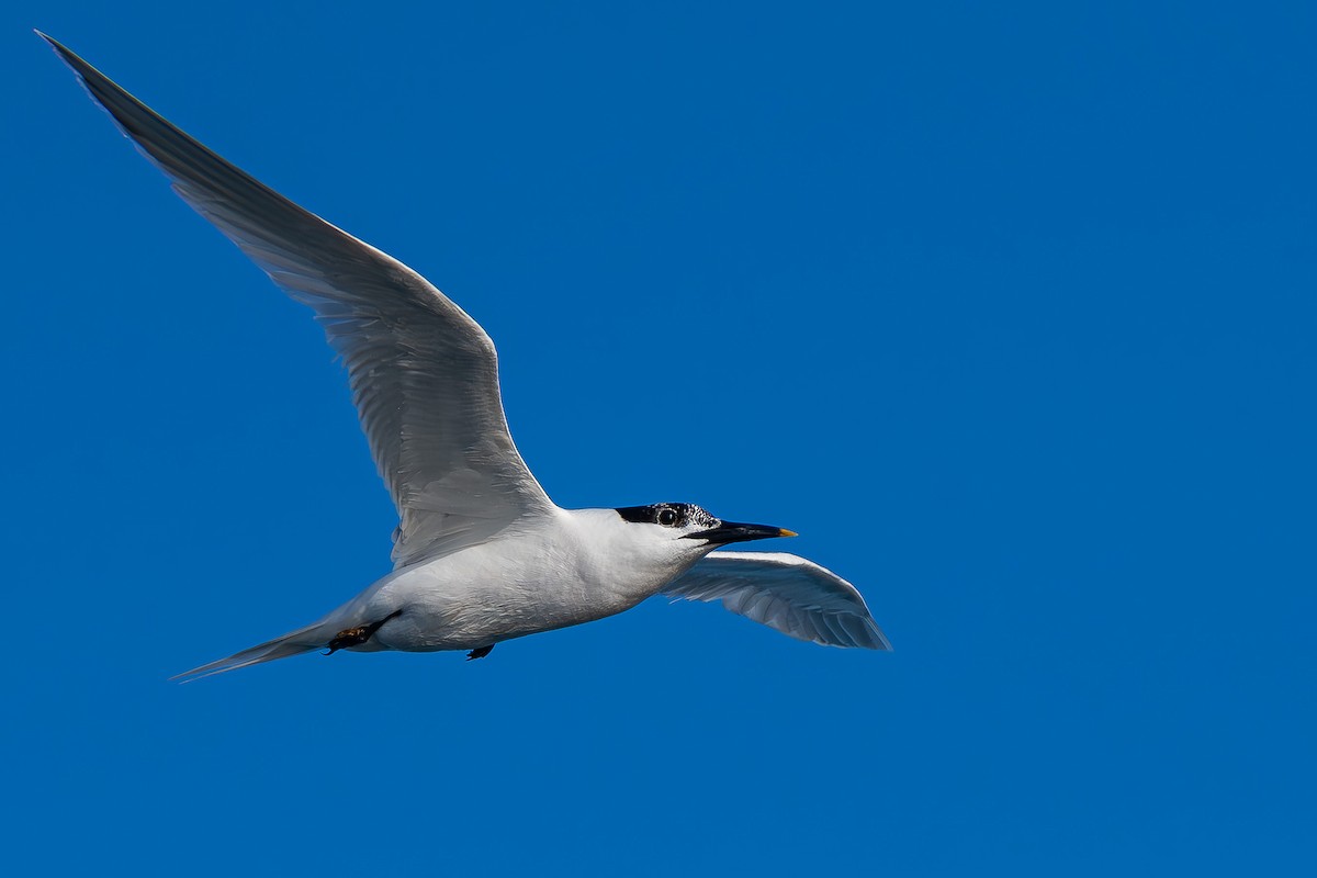 Sandwich Tern - ML638265609