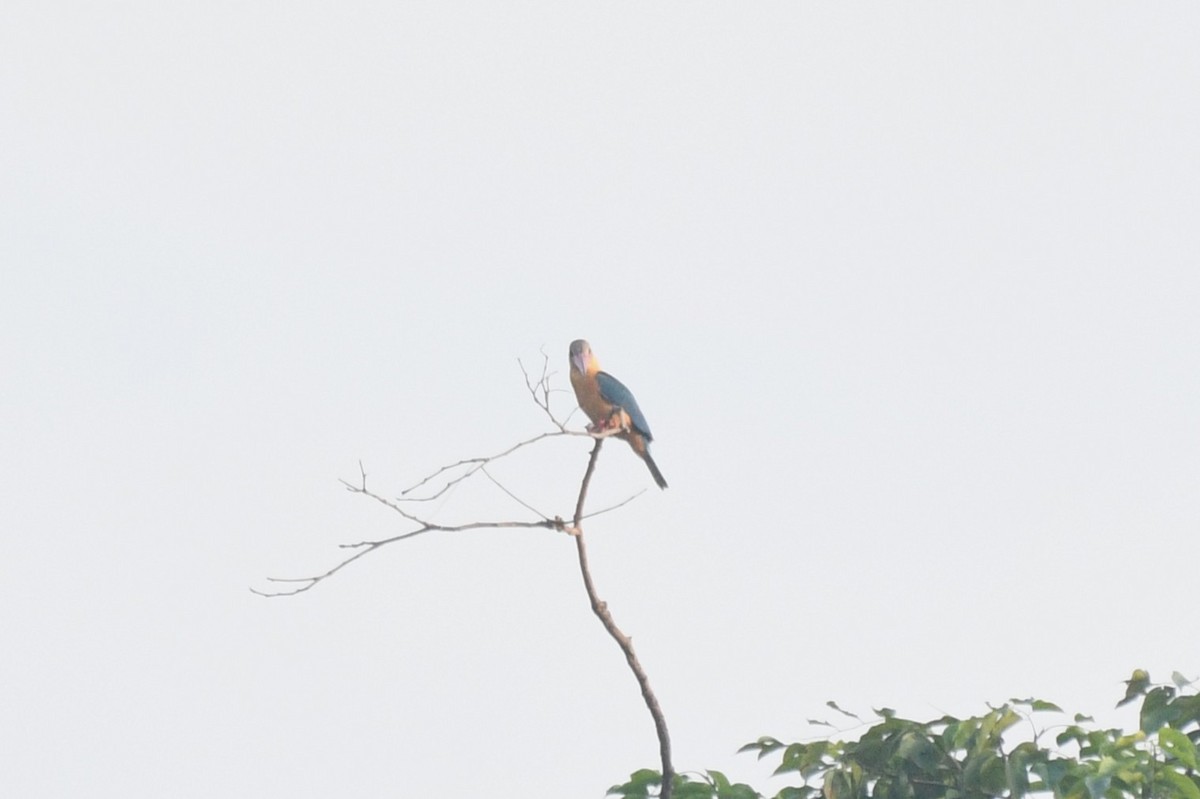 Stork-billed Kingfisher - ML638265613