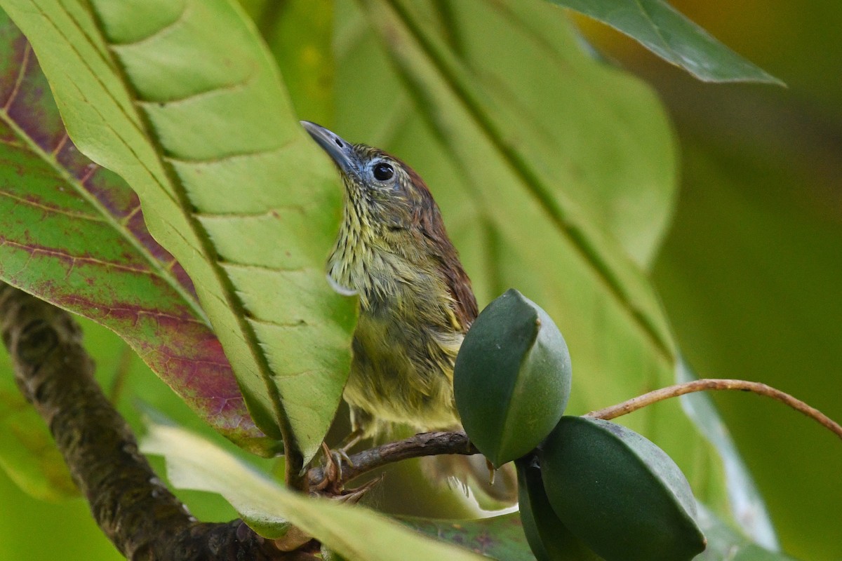 Pin-striped Tit-Babbler - ML638265626