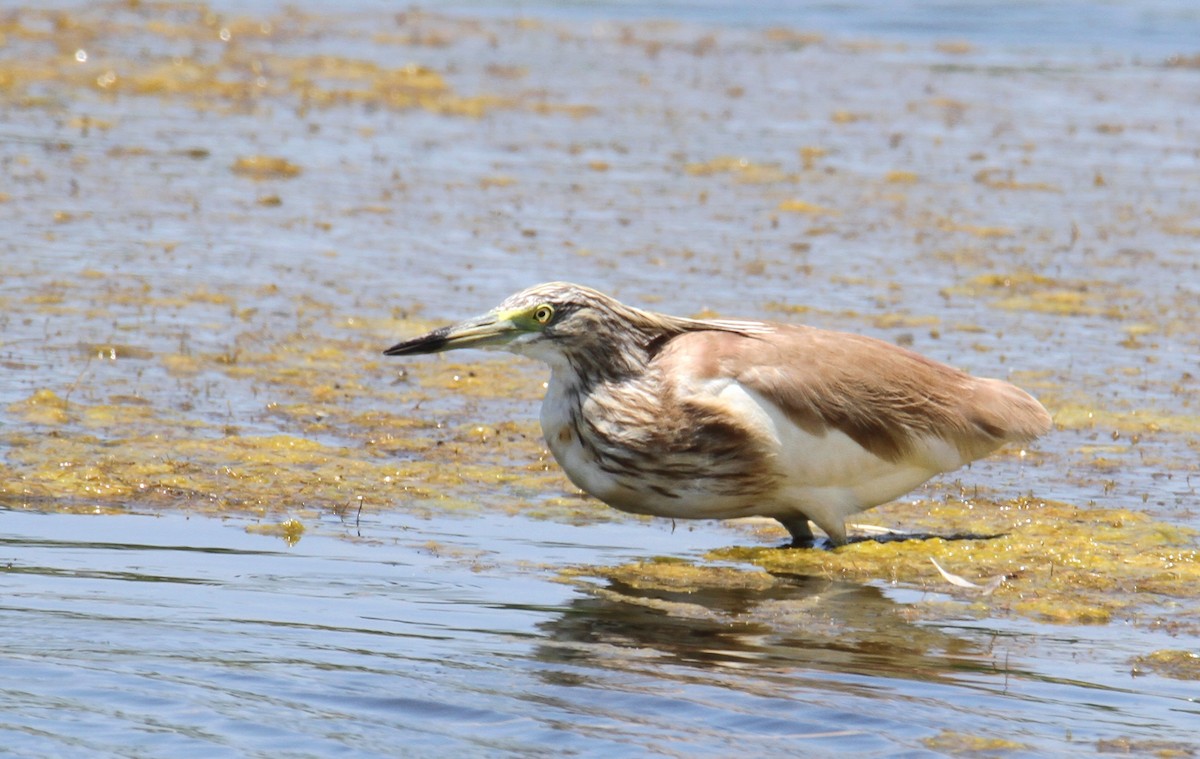 Squacco Heron - ML638265627
