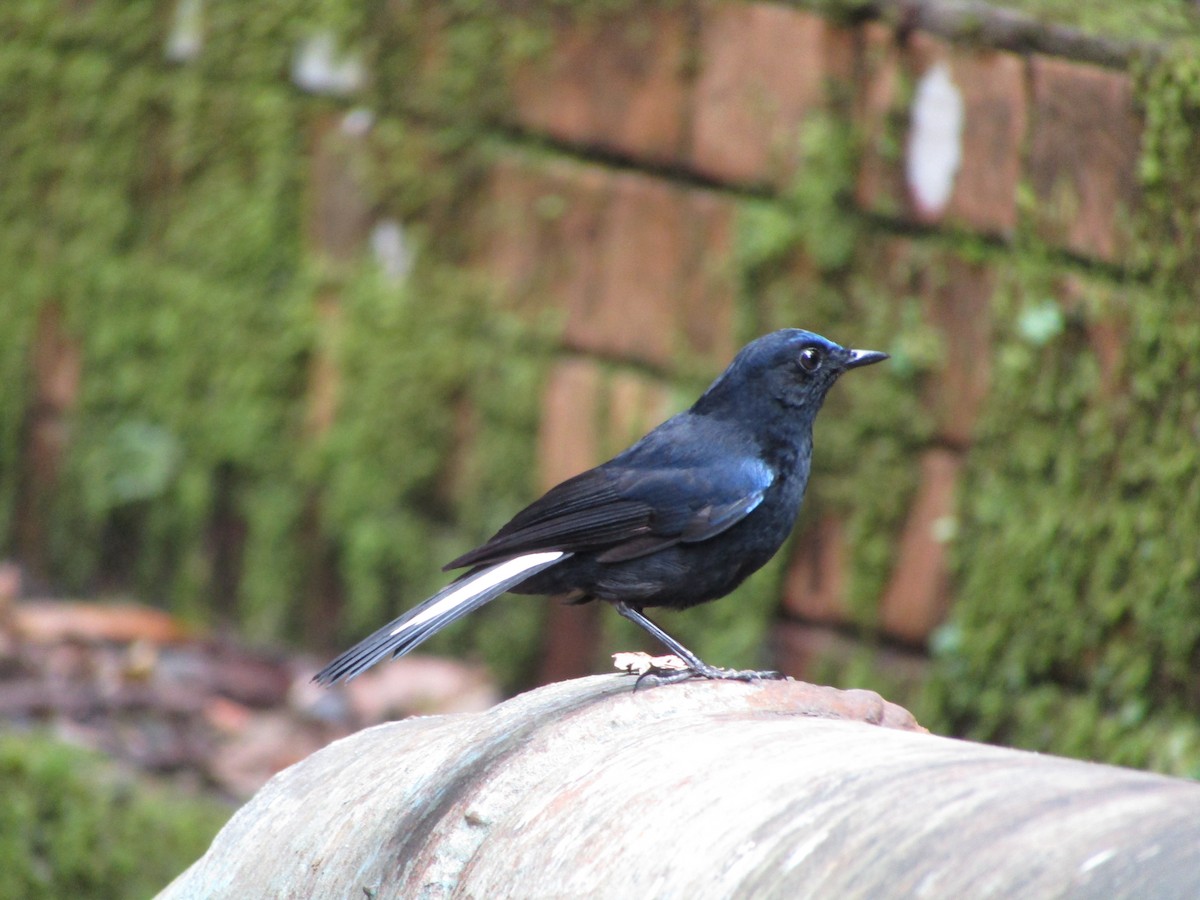 White-tailed Robin - ML638265629