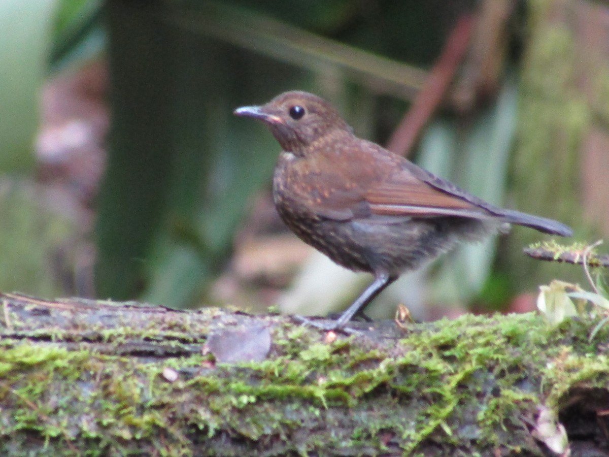 White-tailed Robin - ML638265630