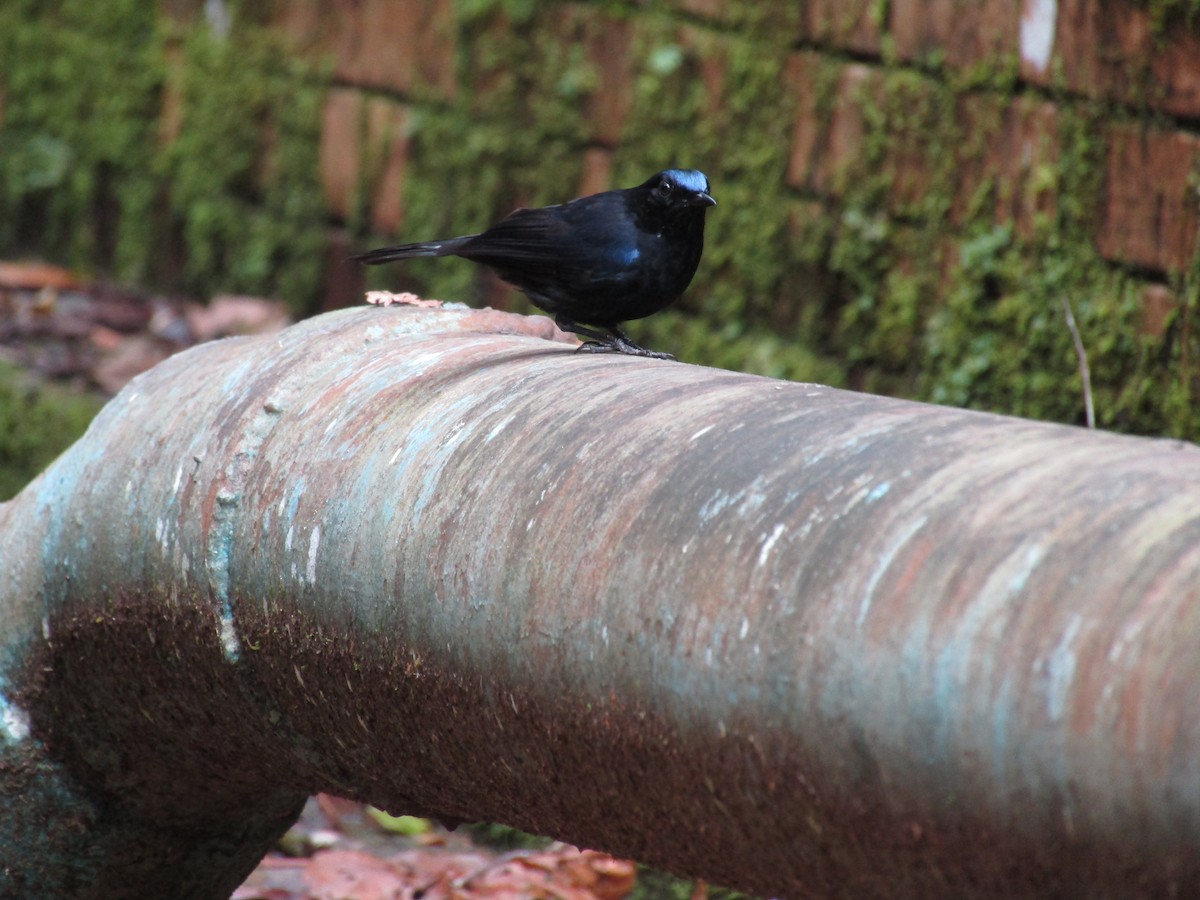 White-tailed Robin - ML638265631