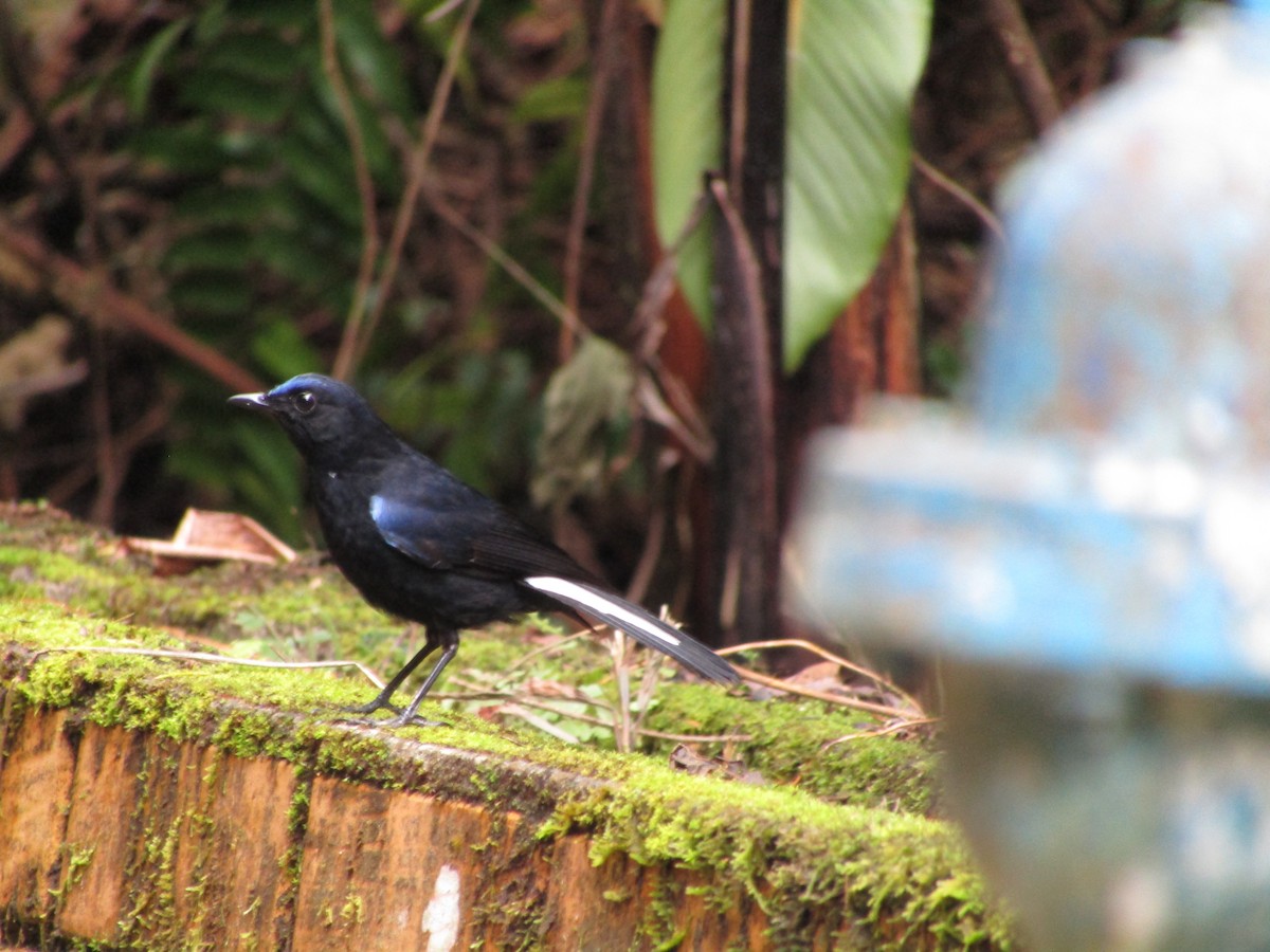 White-tailed Robin - ML638265632