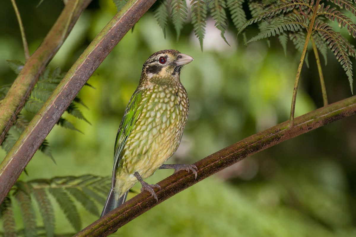 Spotted Catbird - ML638265637