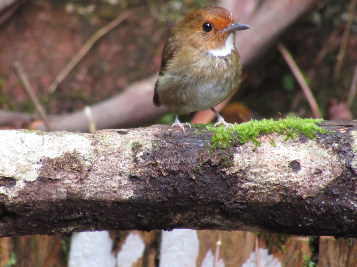 Rufous-browed Flycatcher - ML638265638