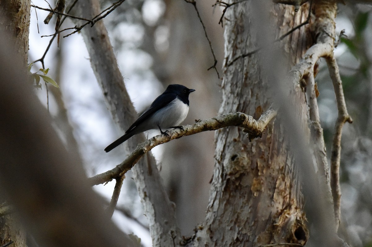 Leaden Flycatcher - ML638265641
