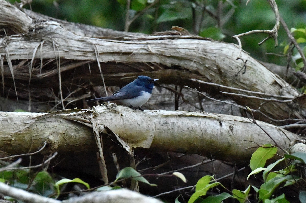 Leaden Flycatcher - ML638265642