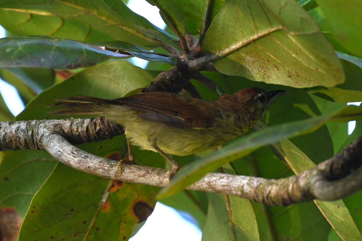 Pin-striped Tit-Babbler - ML638265644