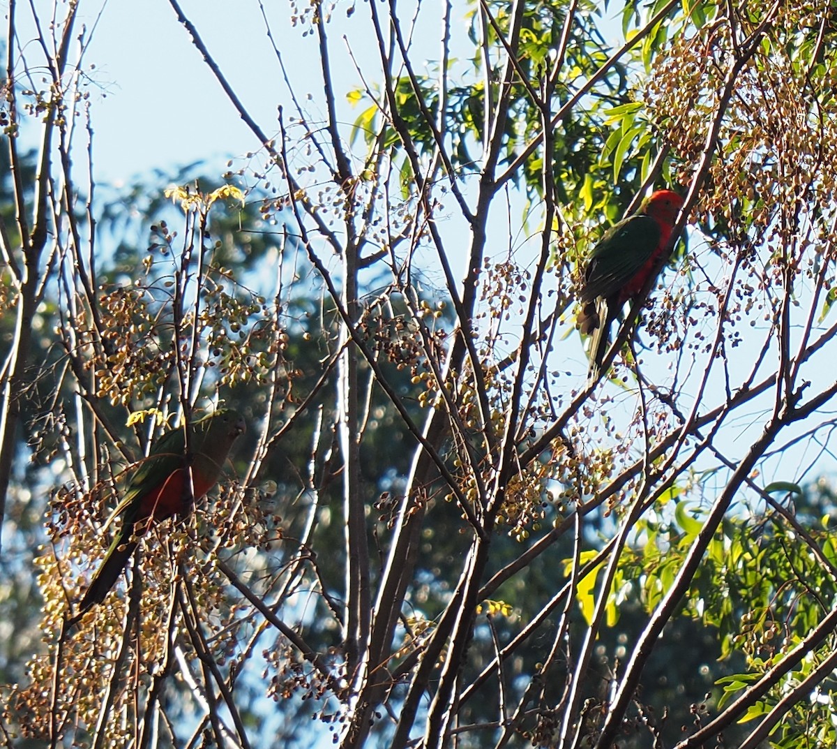 Australian King-Parrot - ML638265646