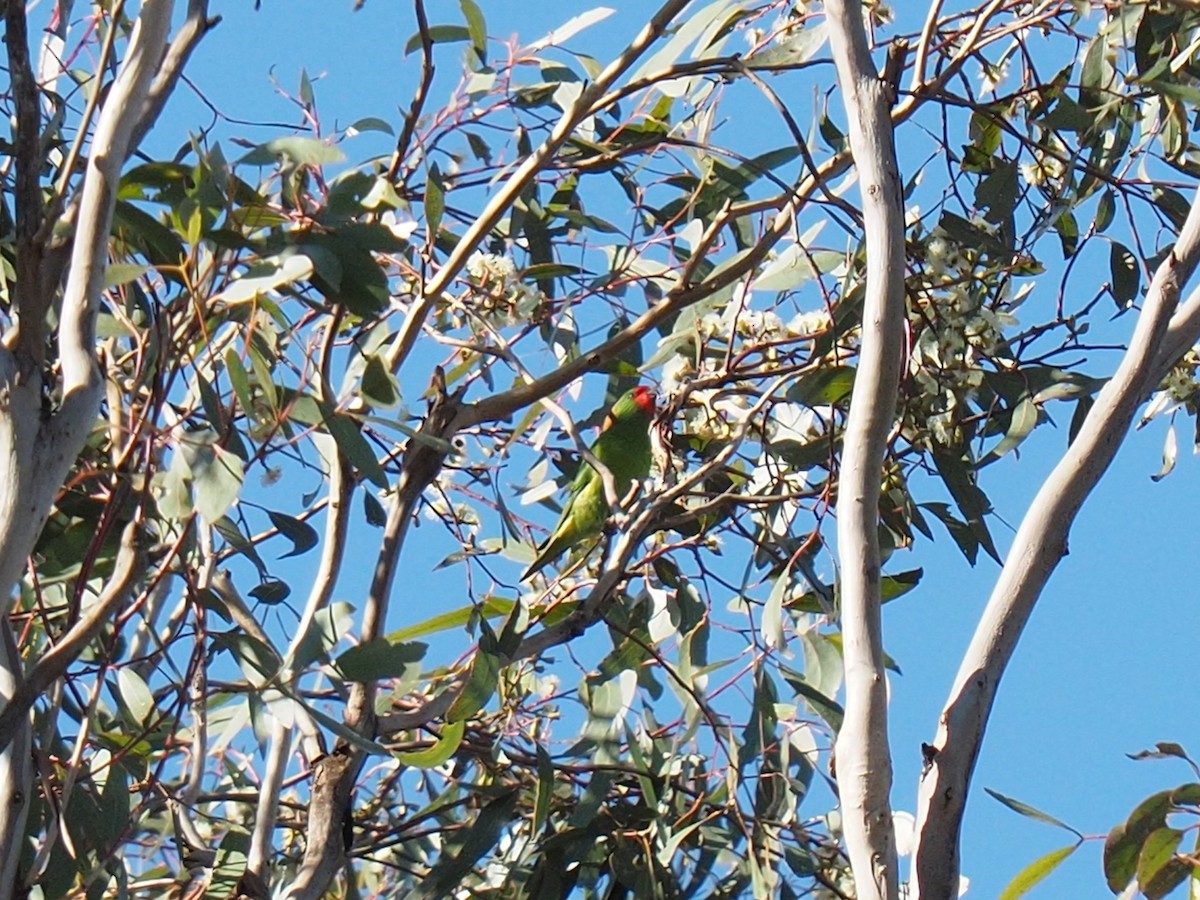 Little Lorikeet - ML638265655