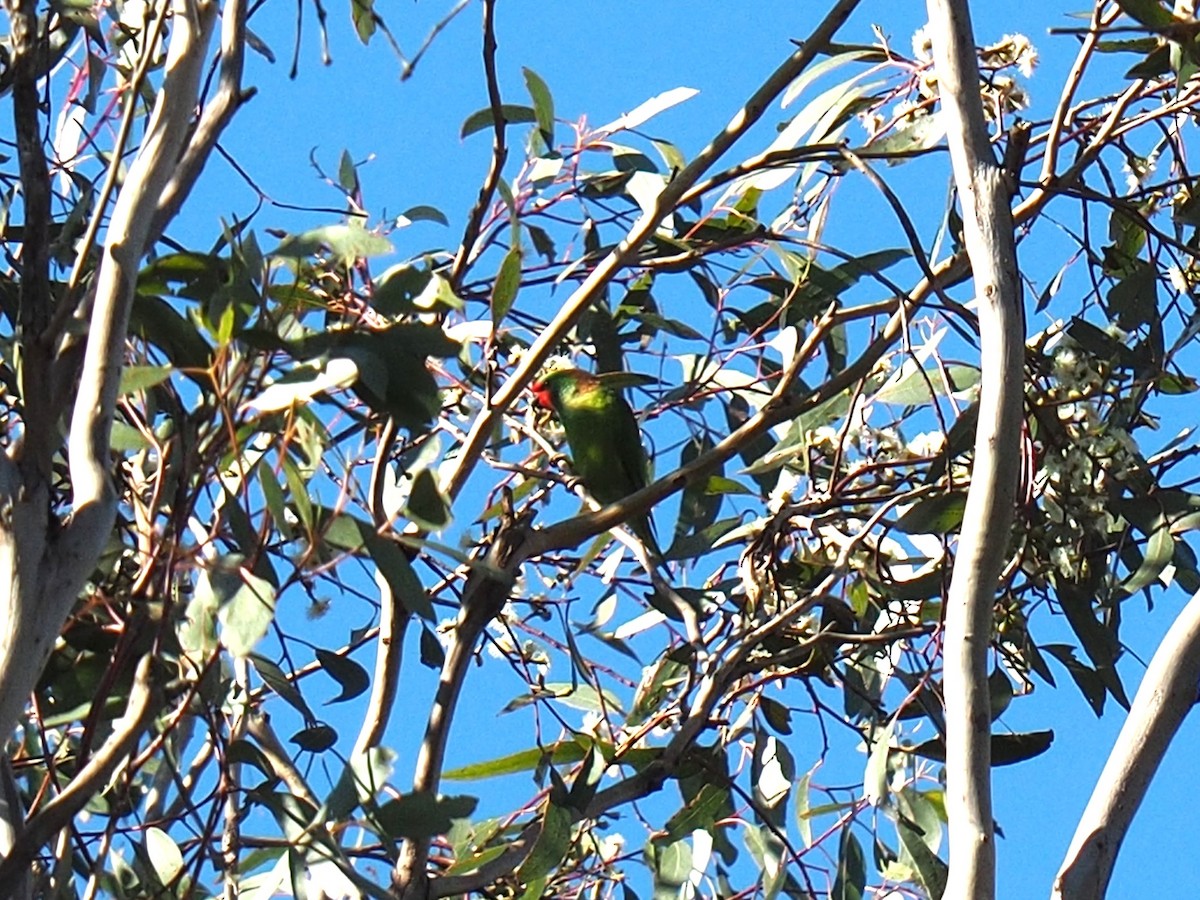 Little Lorikeet - ML638265657