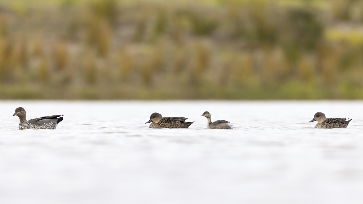 Hoary-headed Grebe - ML638265660