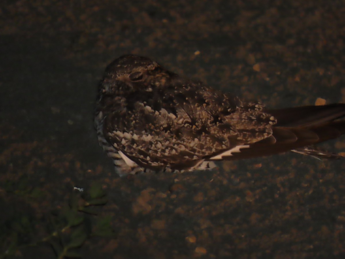 Common Poorwill - ML638265666