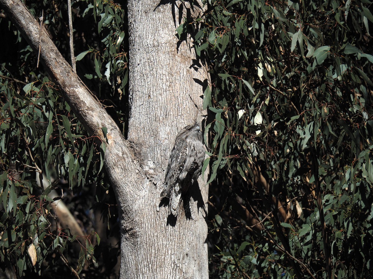 Tawny Frogmouth - ML638265675