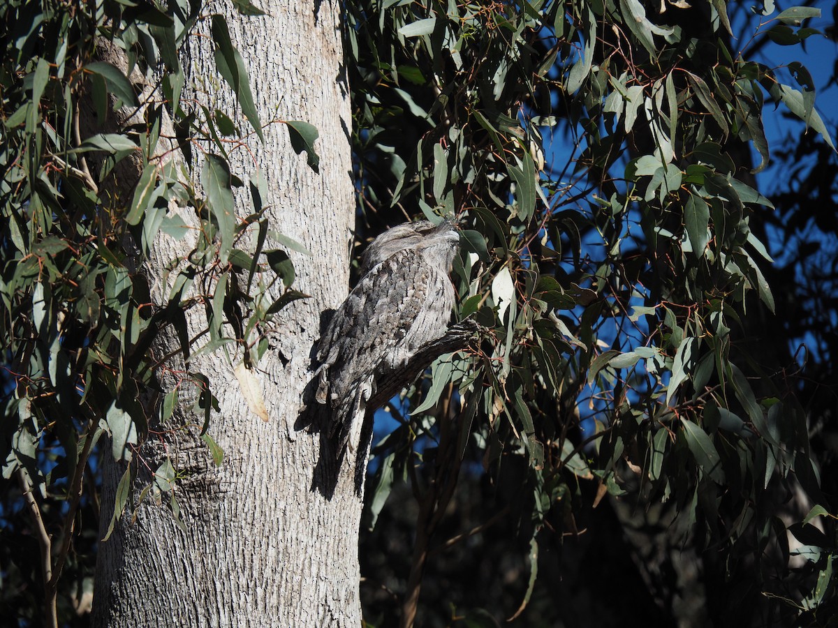 Tawny Frogmouth - ML638265676