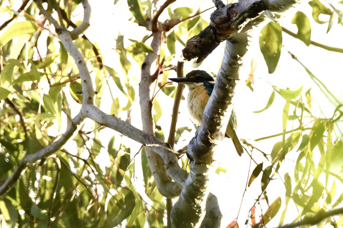 Sacred Kingfisher - ML638265679